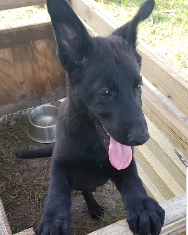 We currently have puppies from two different litters available for sale (black litter pictured, tan and brown litter not pictured) If you or someone you know is looking for a German shepherd puppy, look no further and call (305)904-5577. Located in n