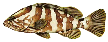 nassau grouper.gif