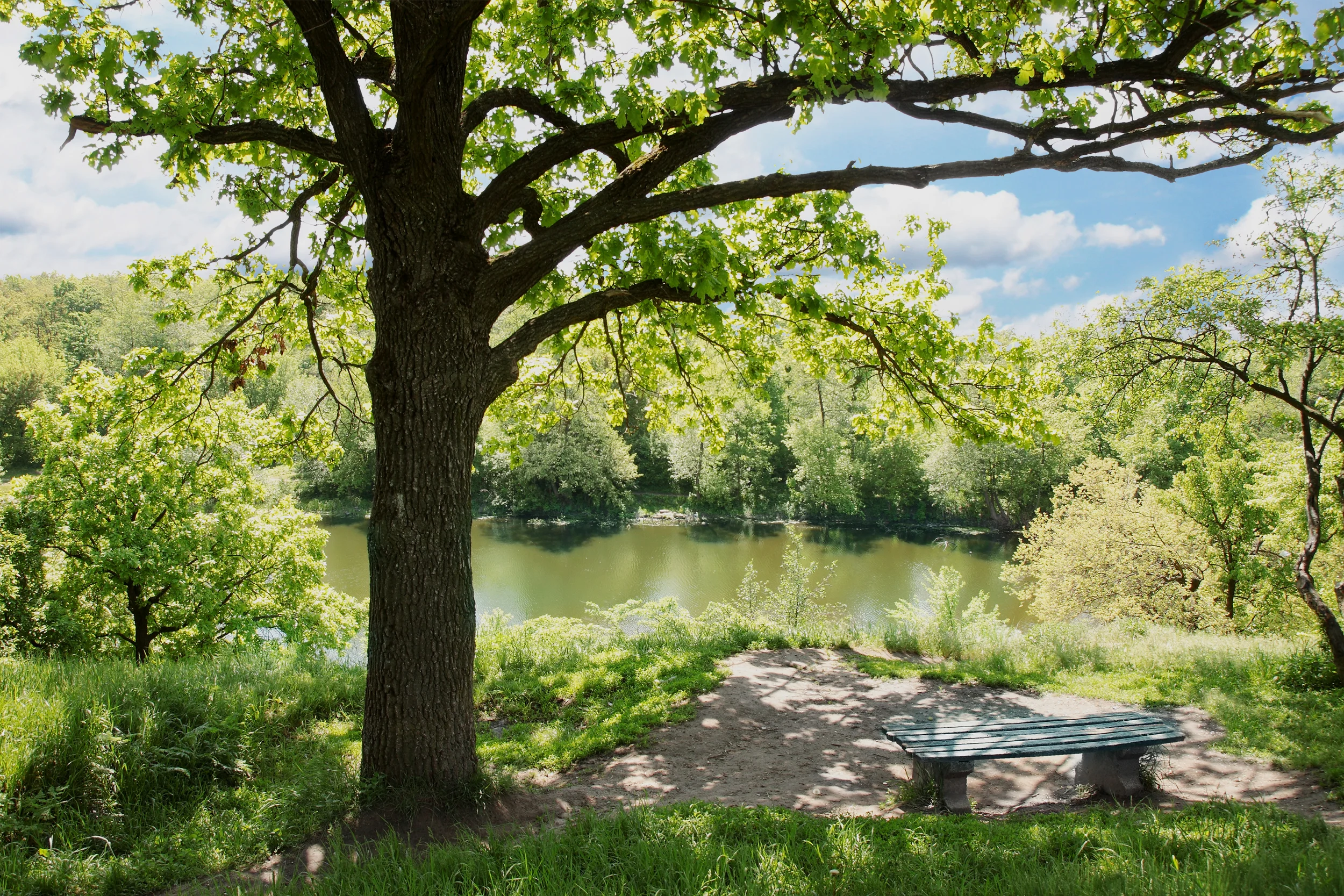 bench near oak tree-darker.jpg