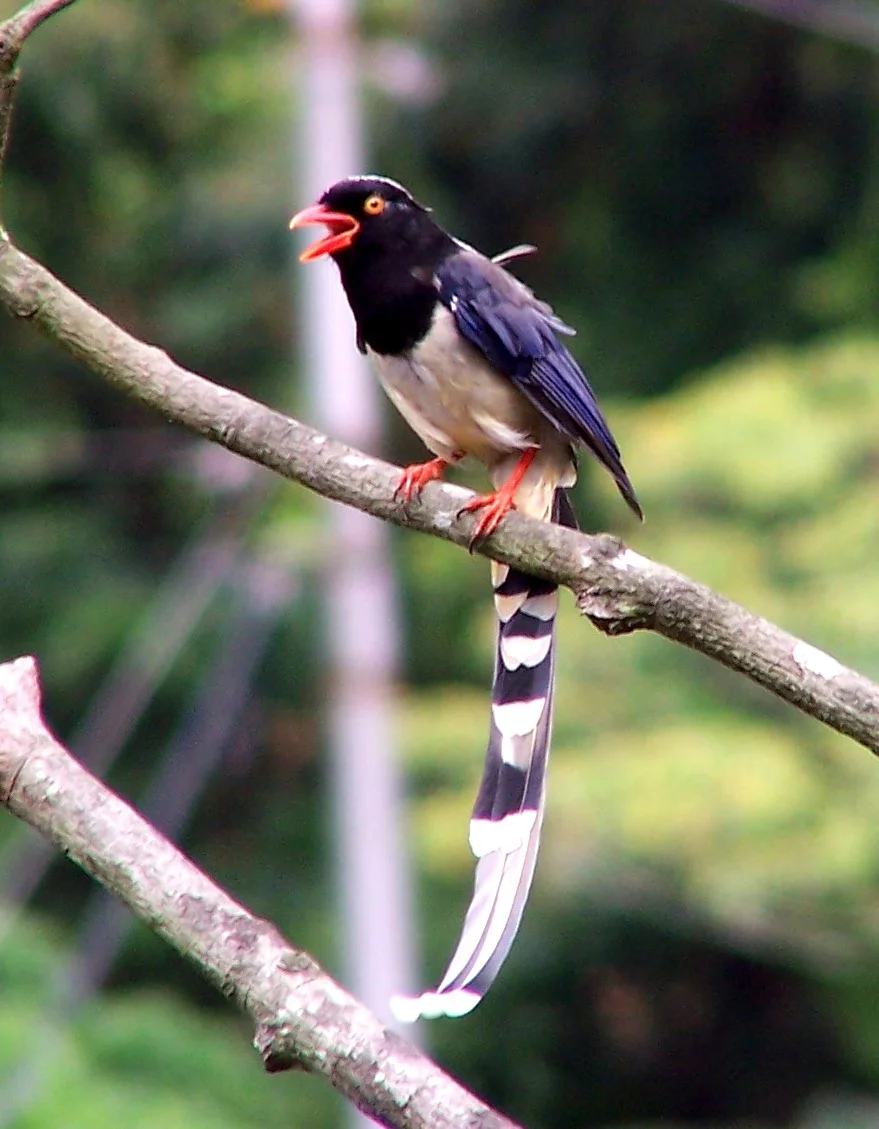 Red-Billed Blue Magpie