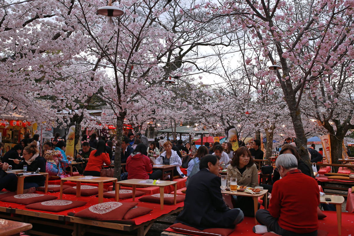 Sakura picnic Maruyama-Park.jpg
