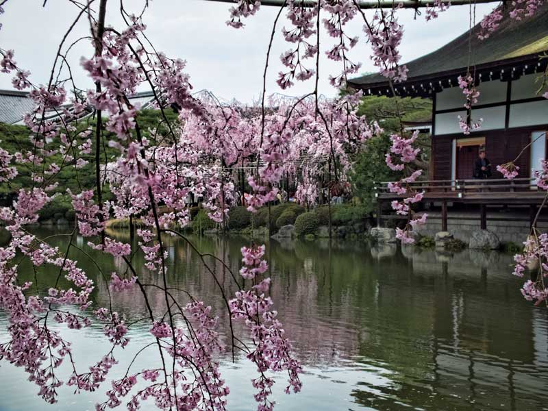KYOTO Cherry Blossoms Heian-shrine-1.jpg