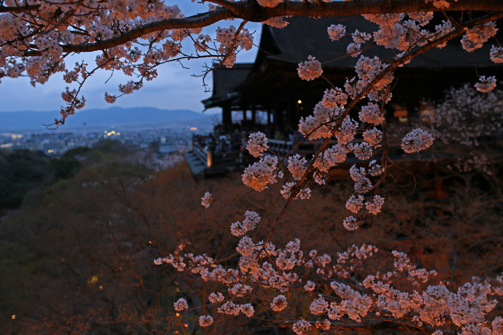 Kyoto night sakura Kiyomizudera-Temple-2.jpg