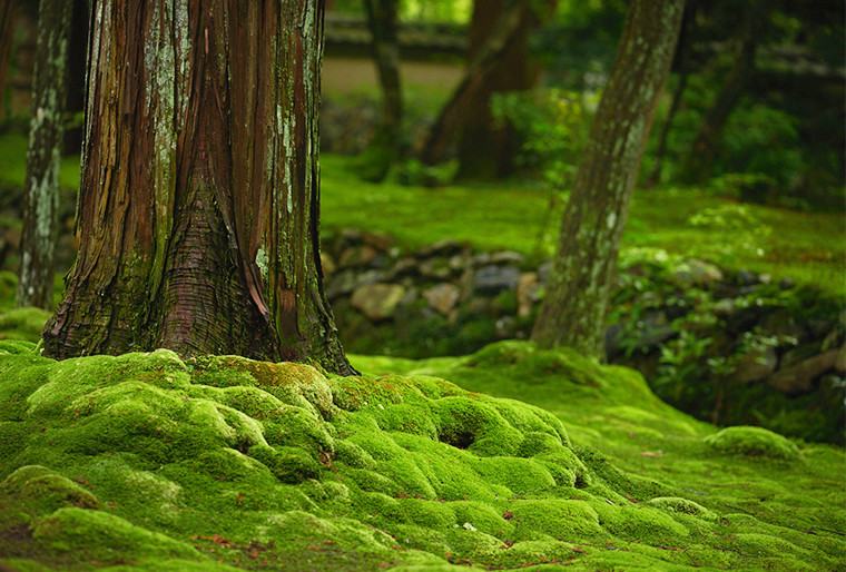 Moss Temple woods landscape.jpg