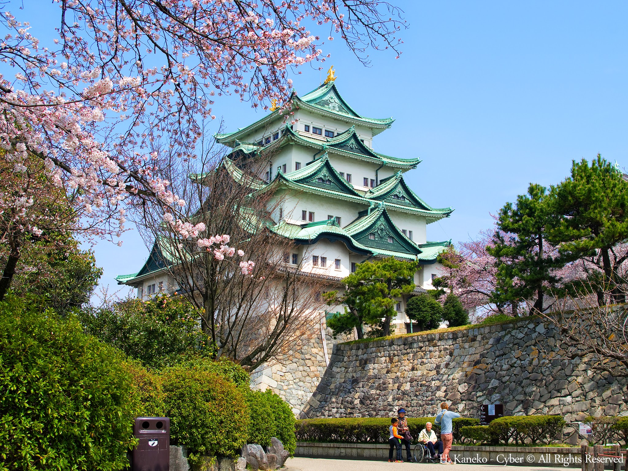 桜と名古屋城(Nagoya_Castle_with_Cherry_blossoms)_31_Mar,_2016_-_panoramio.jpg