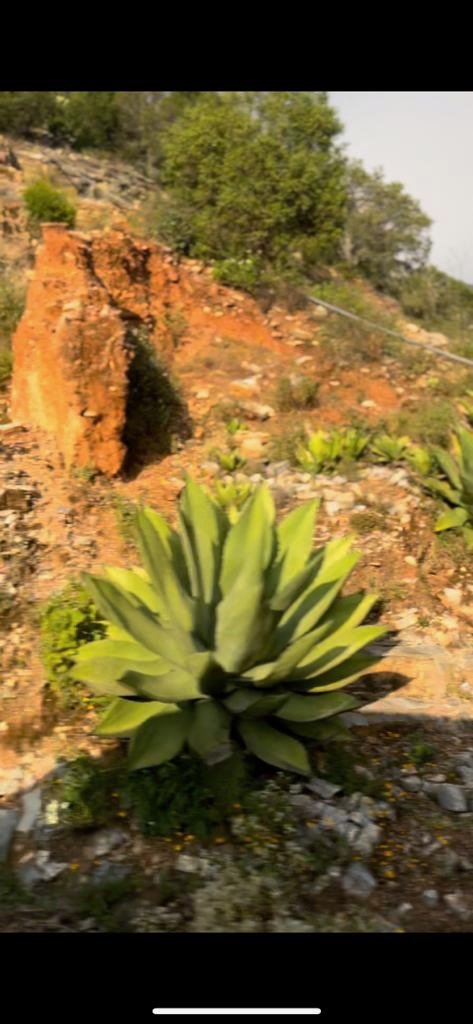 Sierra Gorda Bioreserve#© Marcus Wiley