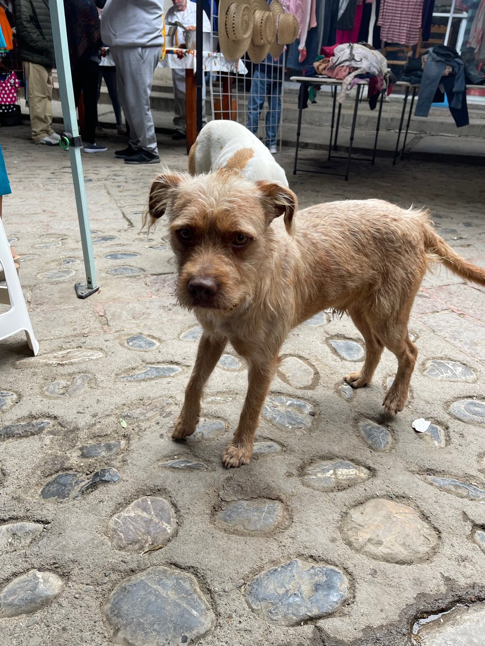 Sunday Market Jalpan, Zacahuil, Scrappy Puppy#© TWT LLC