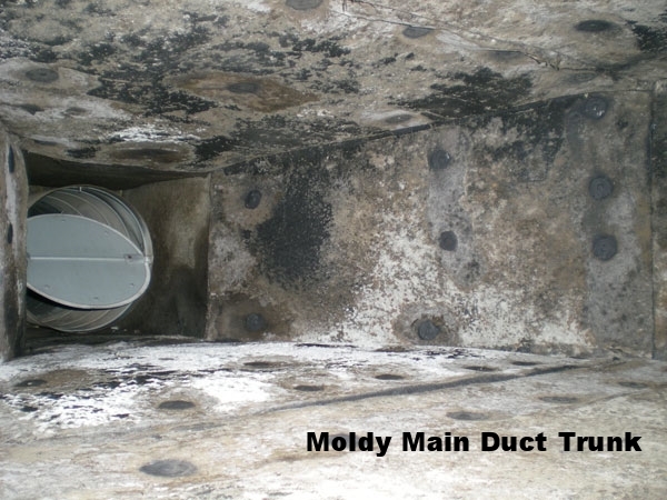 Mold-Amplification-Duct.jpg