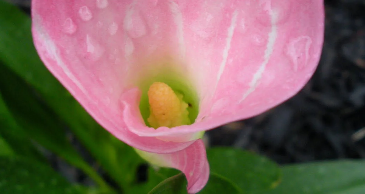 How Chinese medicine can help fertility in women