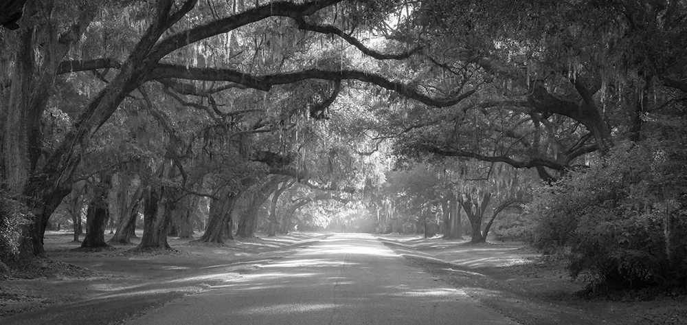 Live-Oak-Black-and-White-copy.jpg