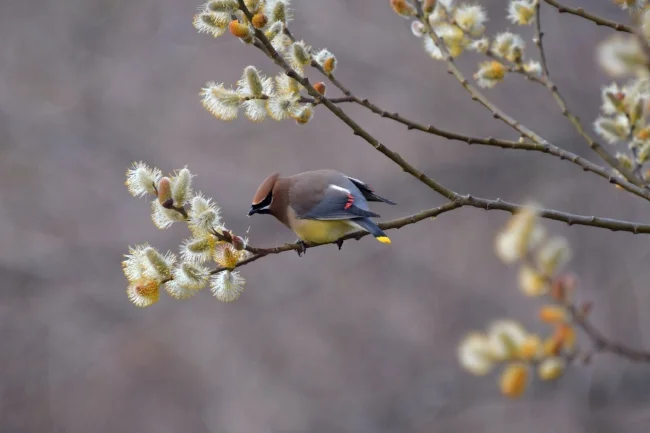 Wax Wing.jpg