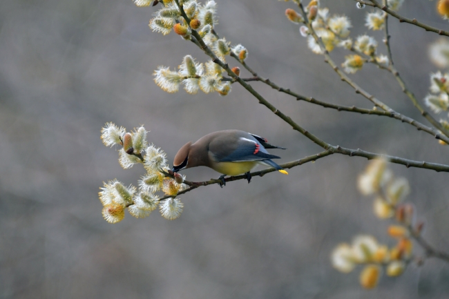 Wax wing feed.jpg