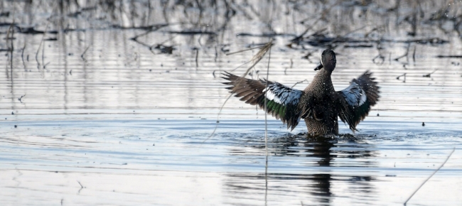 Teal wide wings.jpg