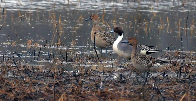 pintails.jpg