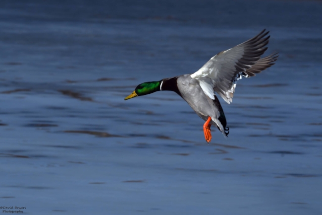 mallard10.jpg