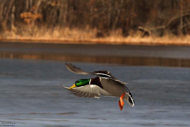 mallard9.jpg