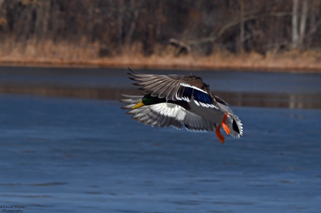 mallard8.jpg