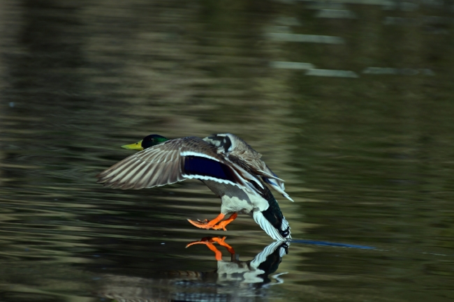 Landing zone - feet down, tail in water.jpg