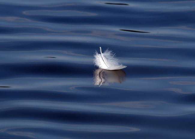 Feather Reflections.jpg