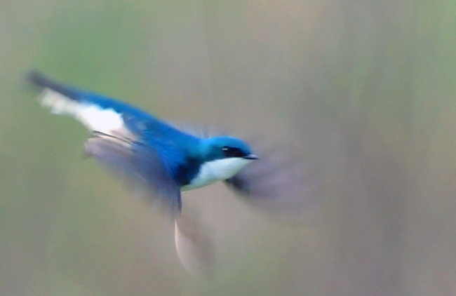 Blurred Motion.jpg