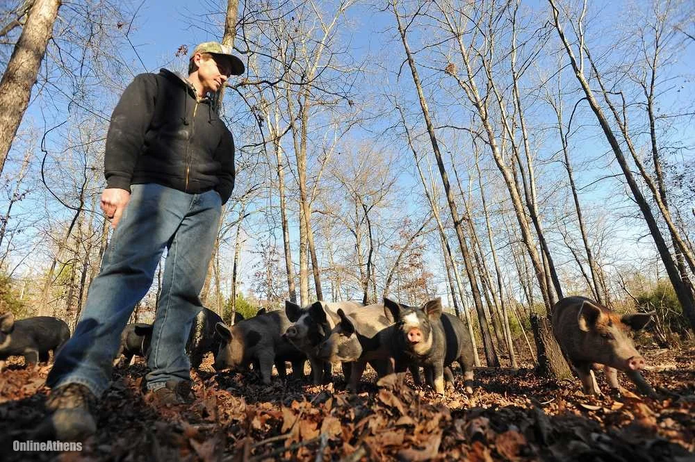 Benji Anderson visits with some of his pigs at Anderson Farm in Oglethorpe County, Ga. (Photo credit: Richard Hamm/Staff at Online Athens
We love Benji Anderson and his humanely raised pigs. He has 48 acres and 90 pigs, and he raises them as friends in the field, because why wouldn’t you? You’ll often find them on our menu, proudly.
Our friend Andre Gallent wrote a great story about Benji this week for the Athens Banner Herald. Check it out at:
http://onlineathens.com/local-news/2014-01-11/oglethorpe-farmer-has-chops-produce-humanely-raised-tasty-pigs
