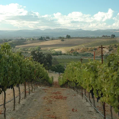 The National Presents….
TERRY HOAGE VINEYARDS GROUNDHOG DAY DINNER February 2, 2010 6:30 PM $100 per person plus tax and gratuity 706.549.3450 for reservations Terry, UGA star football player and hard workin’ renaissance man, will be coming to the National to host a great wine dinner! Terry continues to make some fantastic wines at his eponymous winery in Paso Robles. It will be a great event whether or not the groundhog sees his shadow. 1. sauteed tiny wild Maine shrimp with garlic and chili over toast Terry Hoage Vineyards, The Gap Cuvee, Paso Robles 2008 2. cauliflower soup, caramelized fennel and pearl onions, lemon oil Terry Hoage Vineyards, Bam Bam Estate Rose, Paso Robles 2008 3. crisp Berkshire pork belly, giant white beans, ham jus, roasted red pepper salad Terry Hoage Vineyards, Skins Grenache, Paso Robles 2007 4. red wine-braised Piedmontese beef cheeks, mushrooms, watercress Terry Hoage Vineyards, The Pick Cuvee, Paso Robles 2007 5. grilled American baby lamb chops, pilav with merguez sausage and chestnuts, eggplant chutney, pomegranate jus Terry Hoage Vineyards, The Hedge Syrah, Paso Robles 2007 6. apple cake, poached figs, buttermilk cream