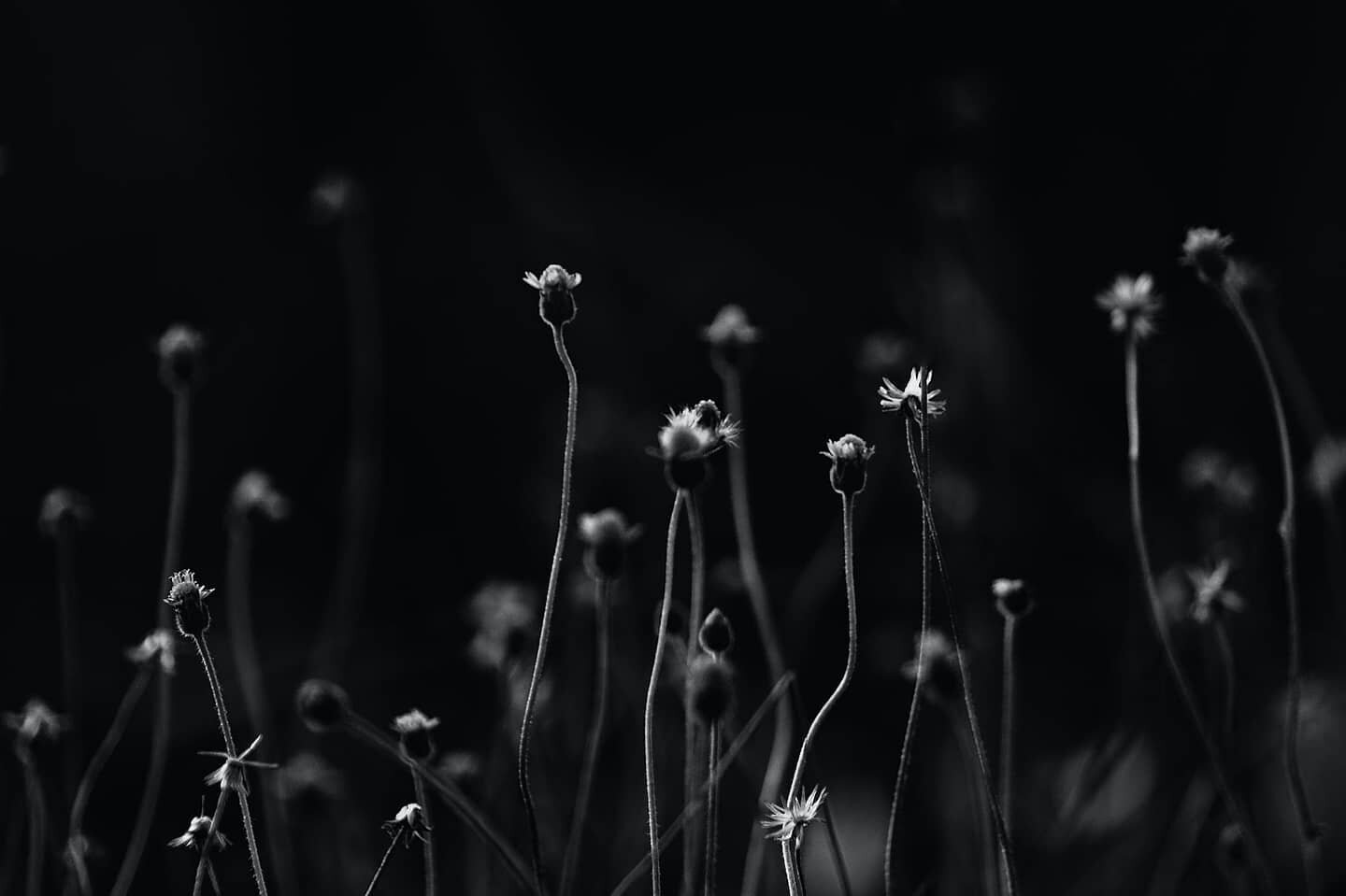 Natalie Berko @violetandpoppy shares a #ritual to celebrate the magical flourish of May... Link in stories and bio! #witchesofinstagram #witchcraft