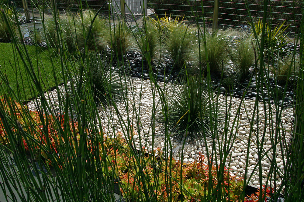 ZFREEDMAN_contemporary_venice_equisetum.jpg