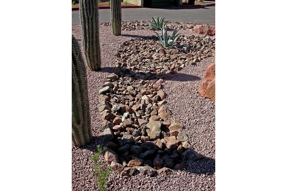 ZFreedman_LasCasitas_sauro_planter_2.jpg