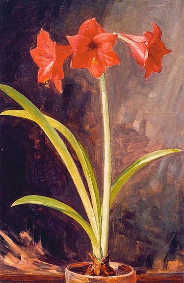 Amaryllis