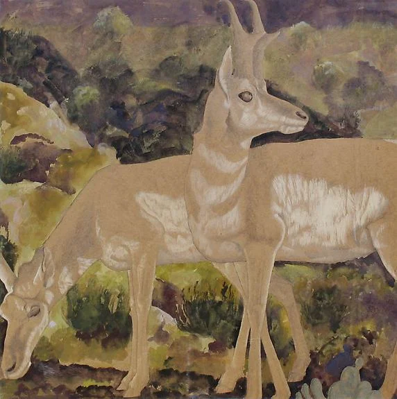 Pronghorns