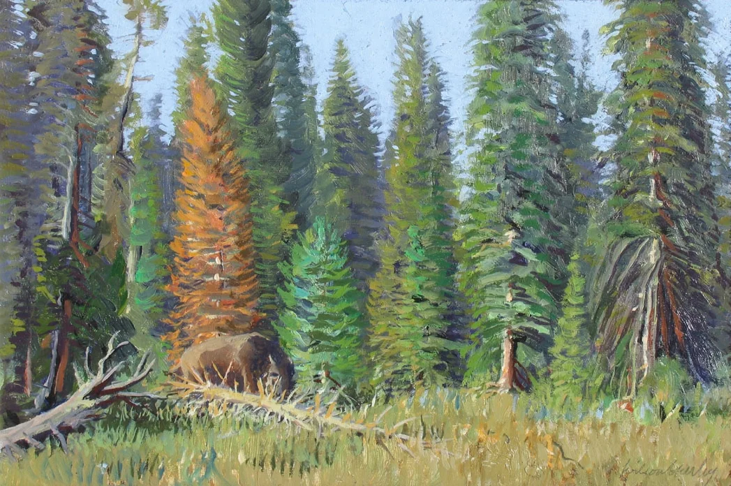 Evergreen Forest, Yellowstone