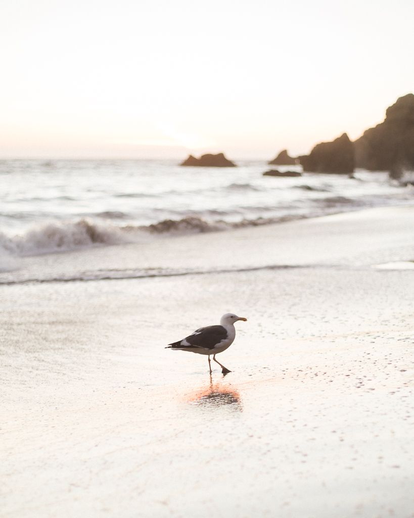 El-Metador-Beach-Engagement-Session-in-Malibu-22.jpg