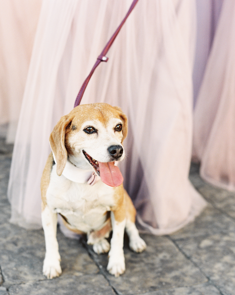 Dog Bearer MRO Luxe Wedding