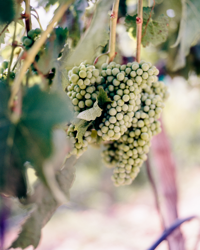 Green grapes at Malibu Hilltop Vineyard