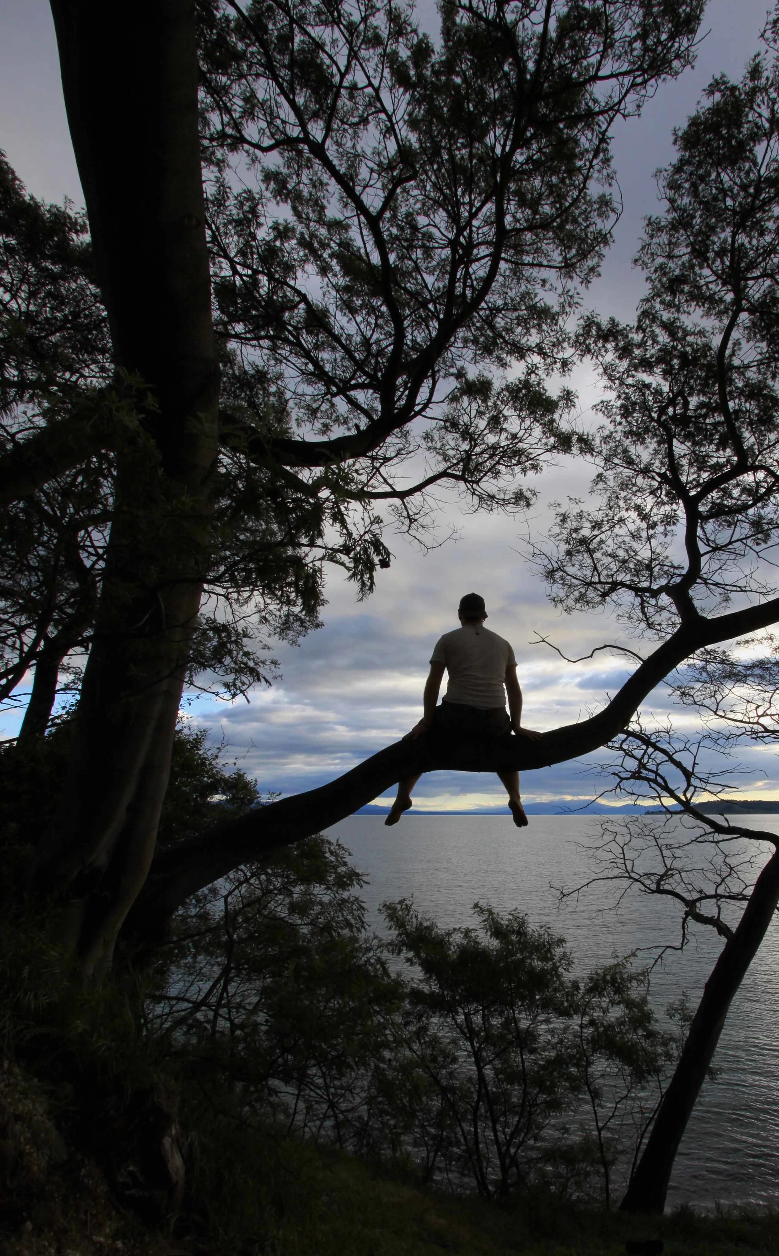 Trevor in a Tree.jpg