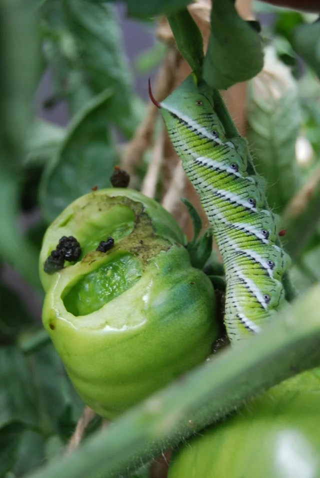 Plant Problem Identification