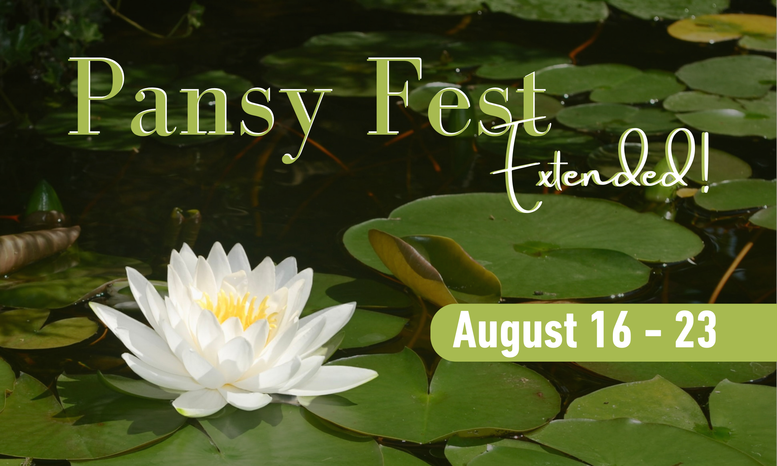 Pansy Fest Extended!