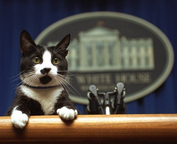Socks, Bill Clinton's cat, at the White House podium in 1994. CreditMarcy Nighswander, Associated Press
