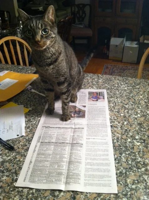 cat-on-newspapers.JPG