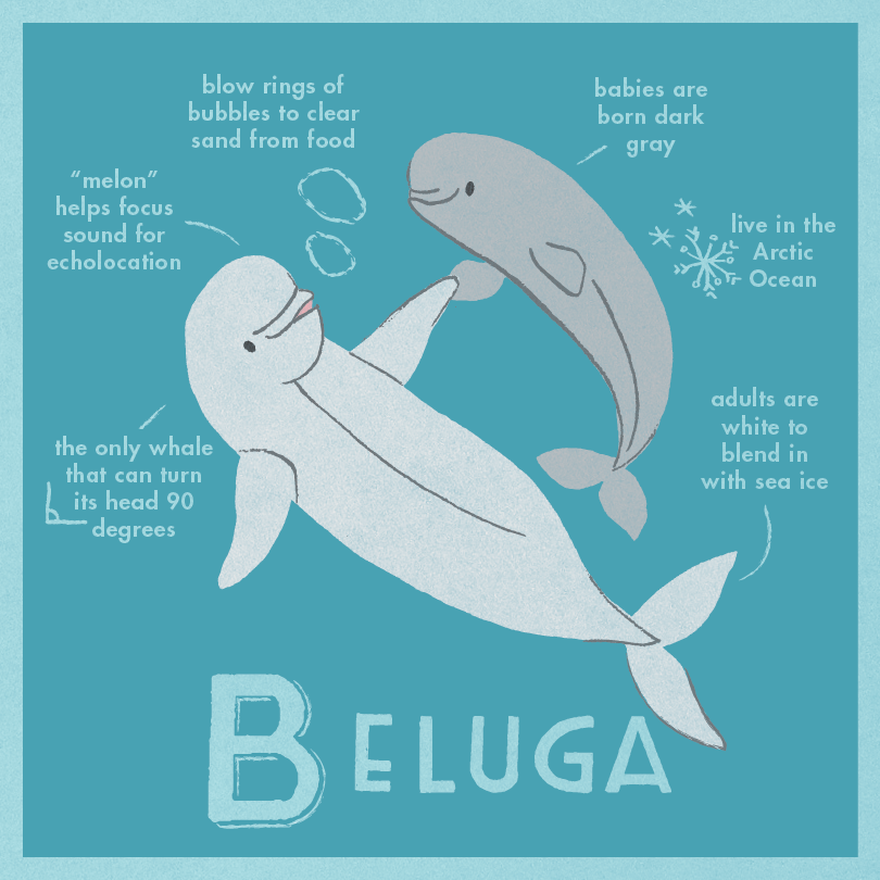 D Beluga-01.png