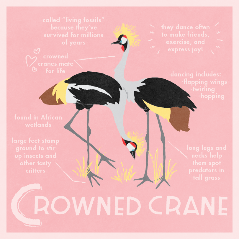 D Crowned Crane-01.png