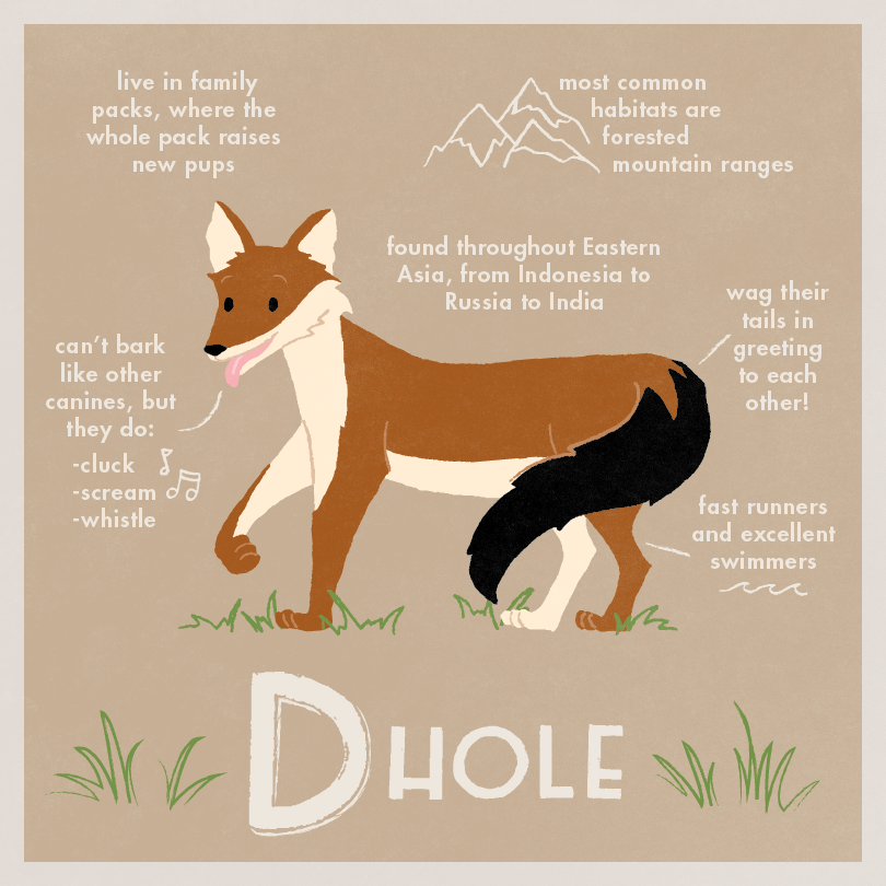 D Dhole-01.png