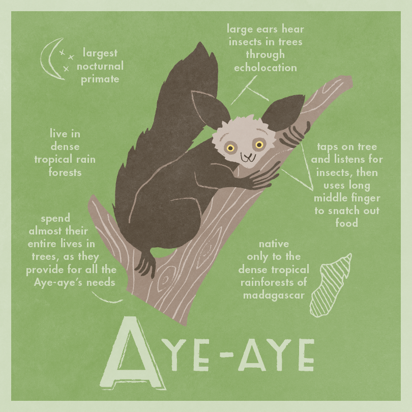 D Aye-Aye -01.png