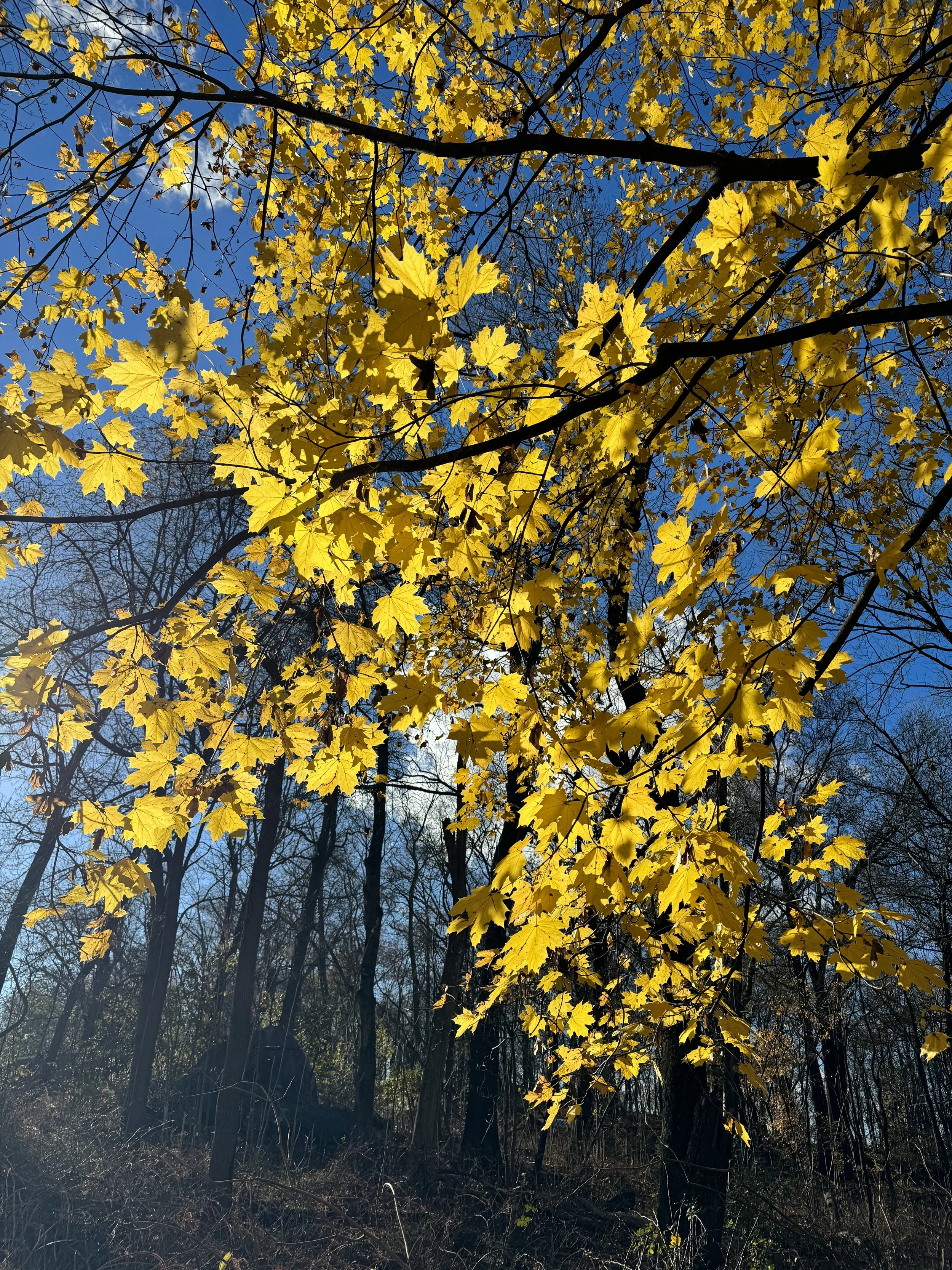 TCM Connections; Autumn and the Lung and Large Intestine Energies