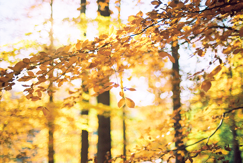 Autumnal Loveshoot at La Hulpe, Belgium / Shooting de couple argentique à la Hulpe, Belgique