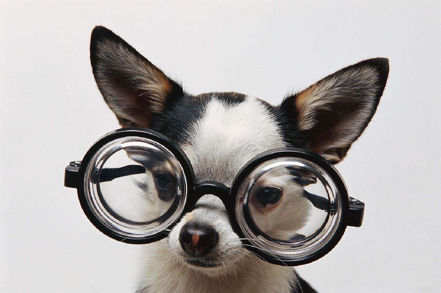 (image source: http://www.dancingdogblog.com/2013/10/fido-google-glass-for-service-dogs-serious-pet-tech/dog-w-glasses/)