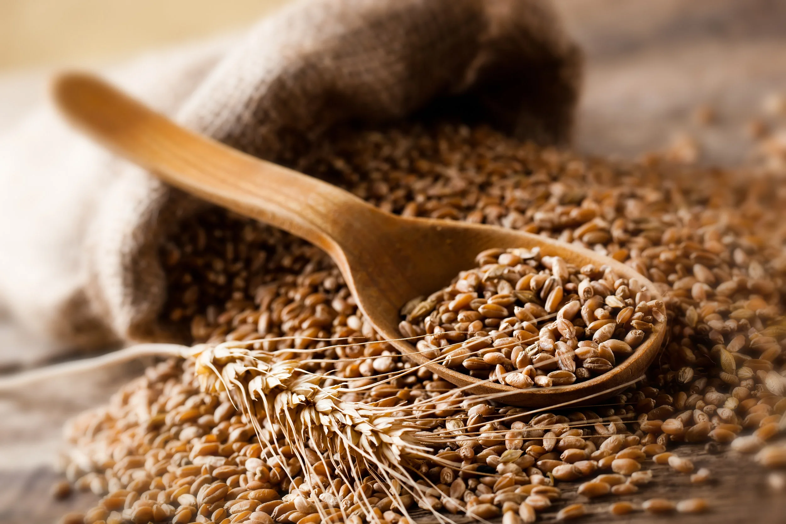 Gluten Wheat Grain.jpg