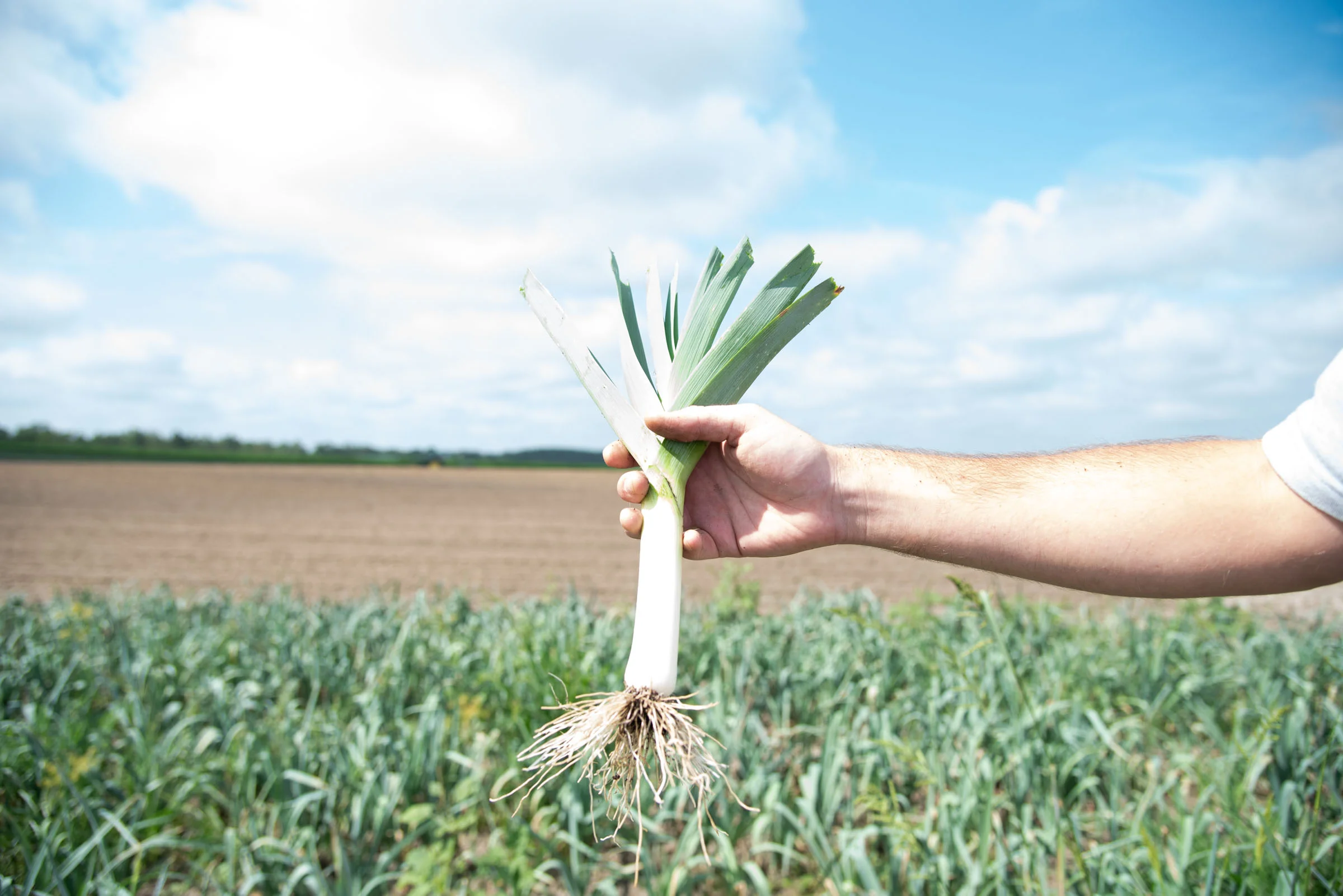 Summer/Fall Leek.