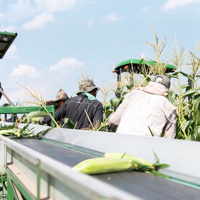 The days are hot and the corn is sweet. 🌽☀️ #WPRawl